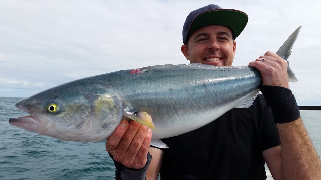 Saltwater Baits - Fishing Australia
